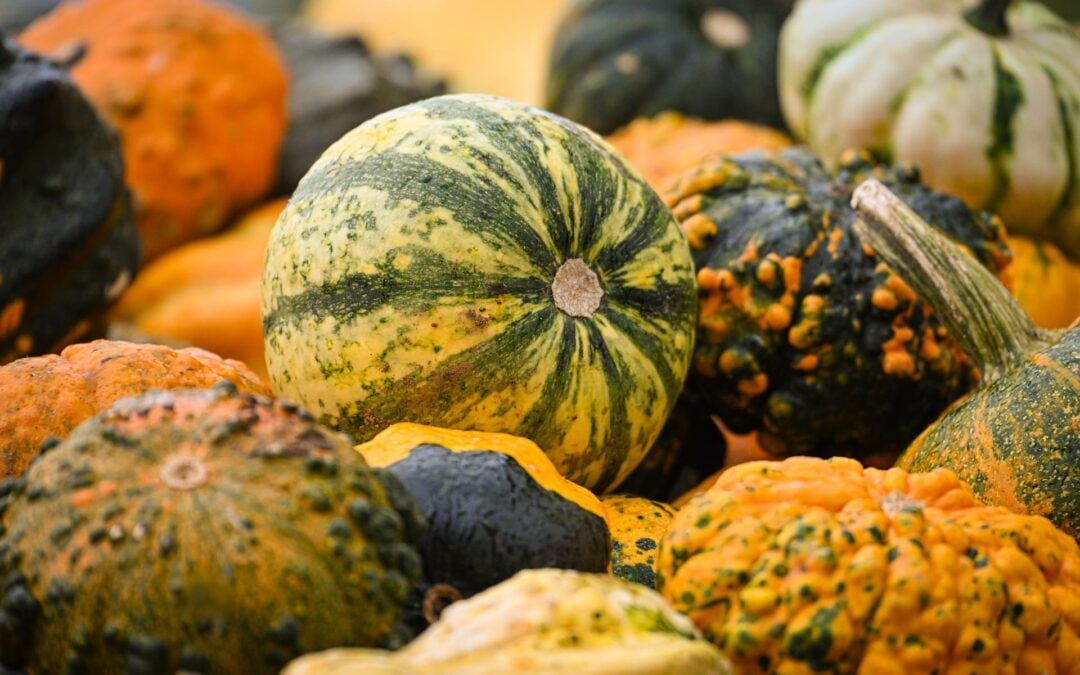 October Pumpkin Patches